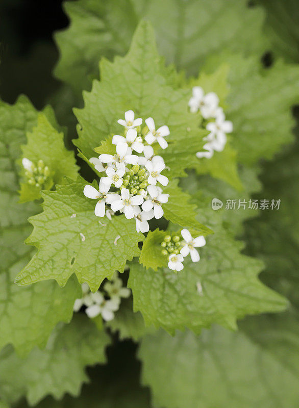 蒜芥，篱笆旁的杰克(Alliaria petiolata)